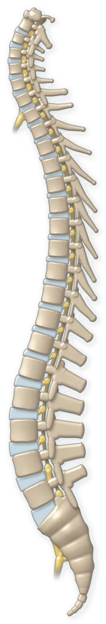 Side view of the human spine: 7 neck bones, 12 upper and mid back bones, 5 low back bones, then the sacrum and tailbone, with nerves leaving the spine between the bones.